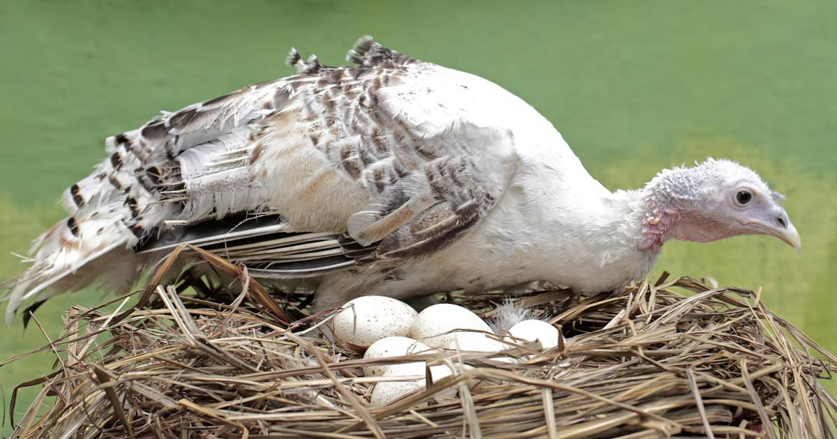 Razlog zašto ne jedemo pureća jaja mogao bi vas iznenaditi