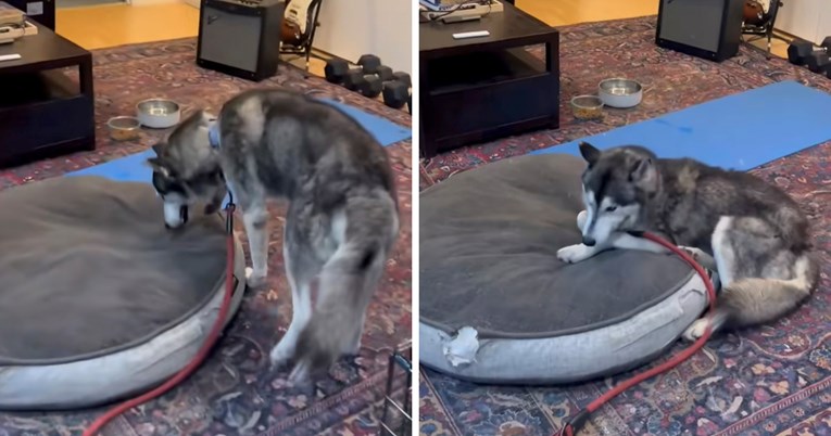 Pas iz skloništa prvi put spava na krevetu nakon što je spašen od uspavljivanja