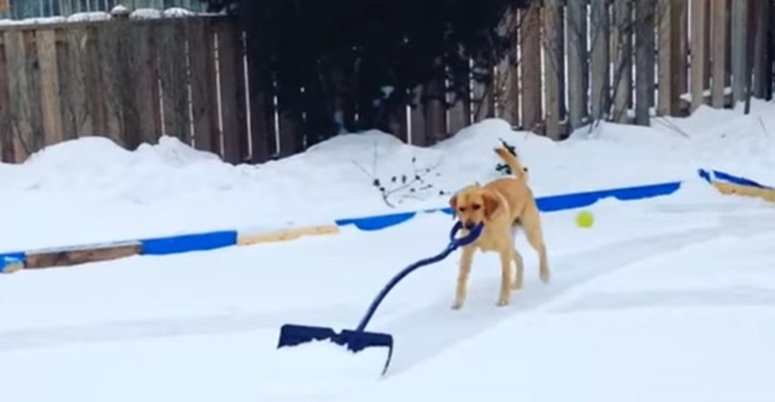 Ova labradorica čisti snijeg bolje nego vaši susjedi