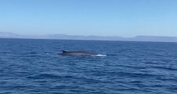 VIDEO Između Mljeta i Lastova snimljen kit, ljudi vrištali od uzbuđenja
