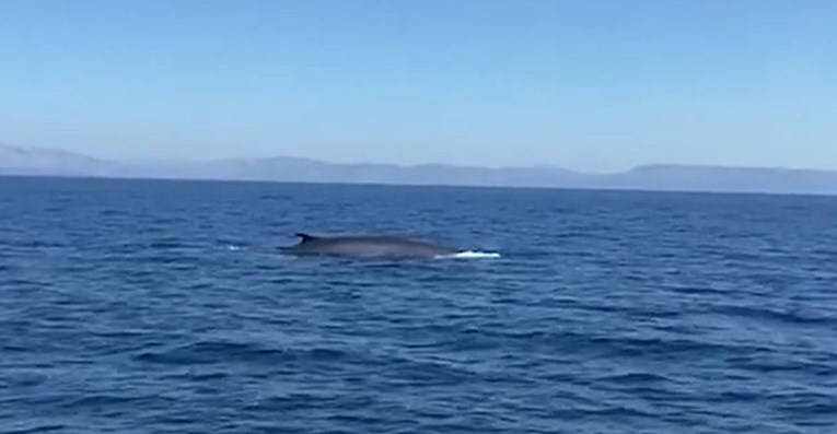 VIDEO Između Mljeta i Lastova snimljen kit, ljudi vrištali od uzbuđenja