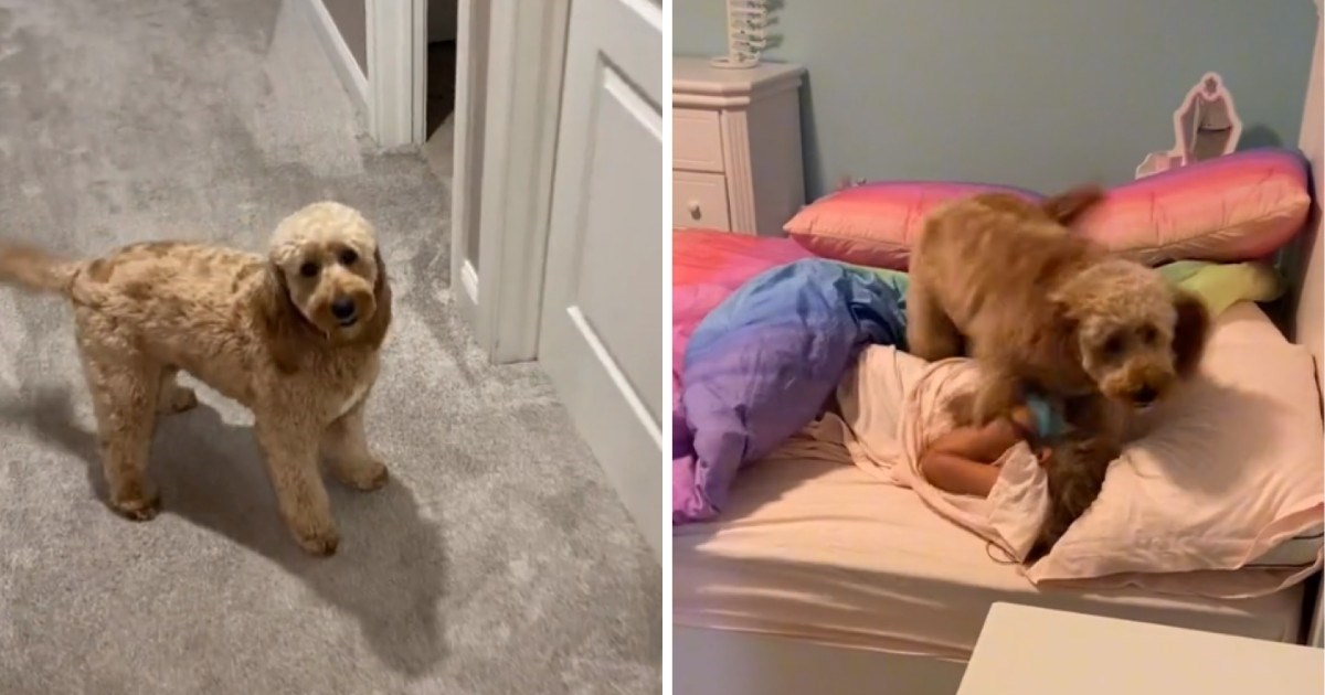 Video kujice koja svako jutro budi svoje male ukućane postao hit na internetu