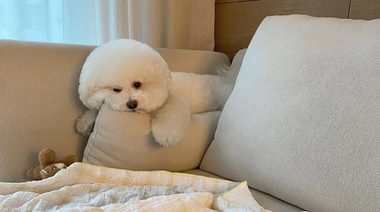 Je li Momo najljepši pas na Instagramu?