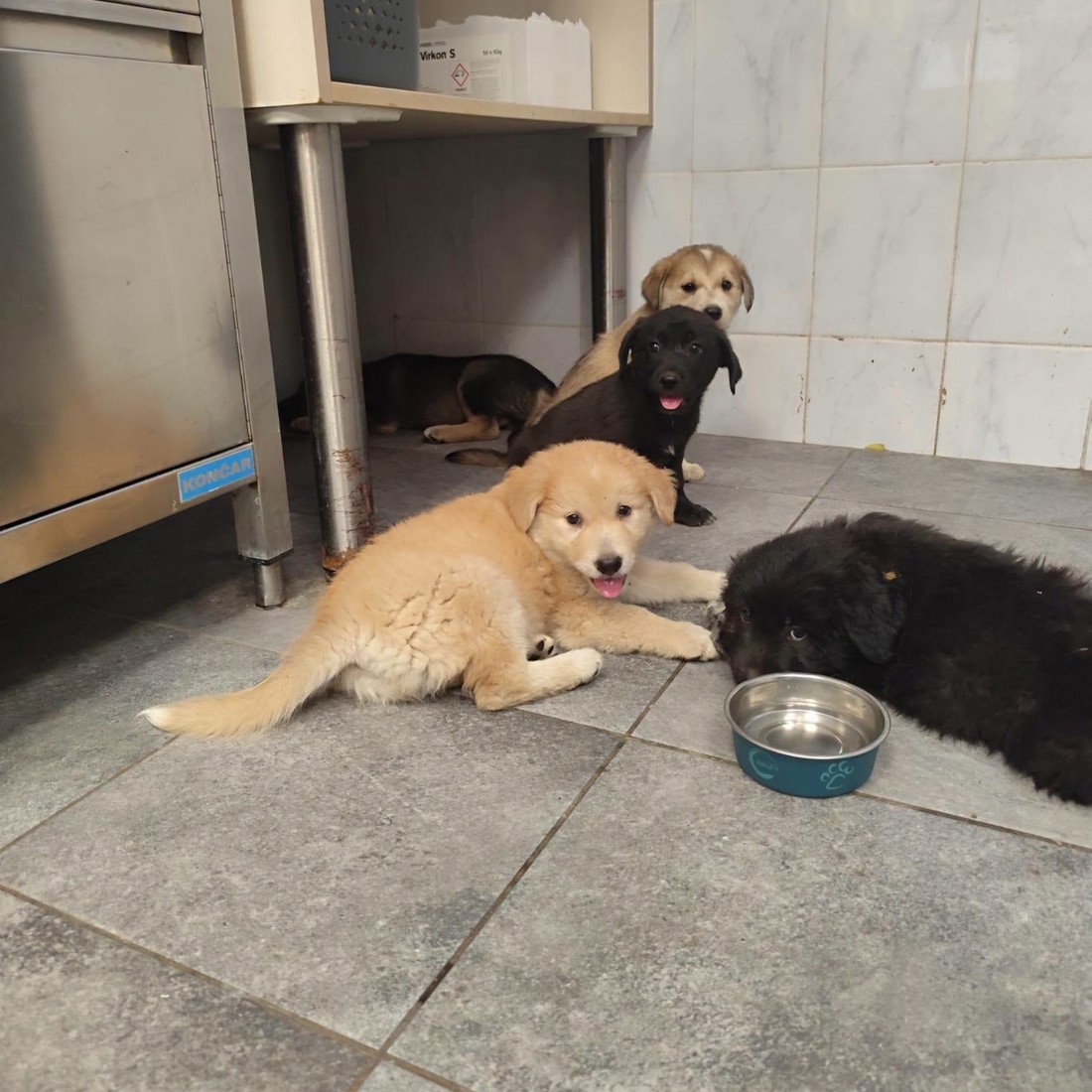 Pet psića spašeno od nesnosnih vrućina u Resniku, sada traže dom