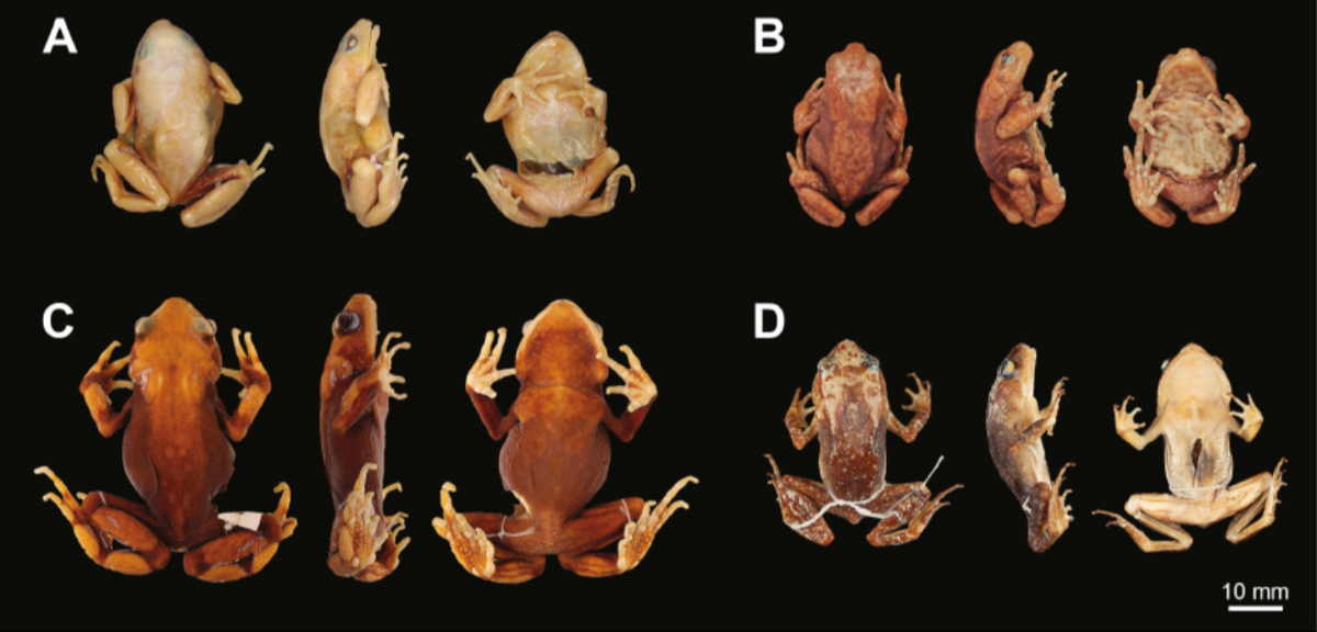 U Tanzaniji otkrivene tri nove vrste krastača koje rađaju potpuno razvijene mlade