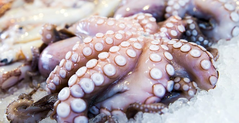 Chef iz Istre hobotnicom šokirao srpskog tiktokera: "Ne radi ništa, molim te"