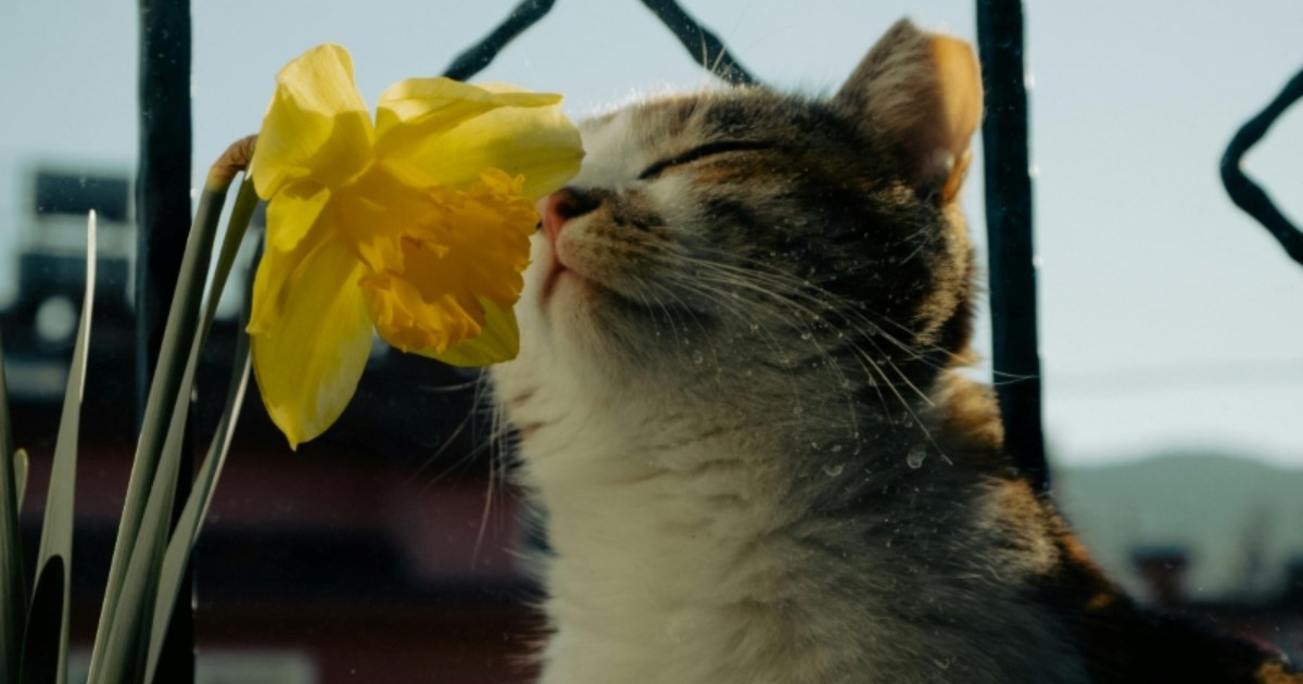 Znakovi trovanja biljkama kod mačaka, evo koje biljke su najopasnije