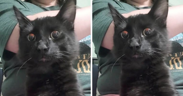 Crni mačak prvi put čuo flautu, njegova opčinjena reakcija je preslatka