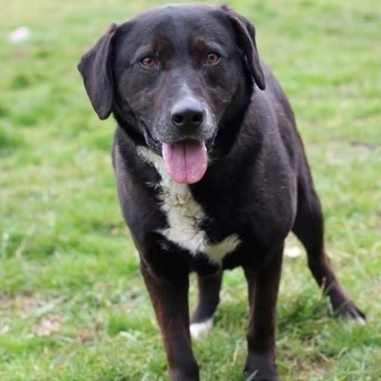 Vajt je vraćen u sklonište, ali ne gubi nadu i strpljivo čeka nove vlasnike