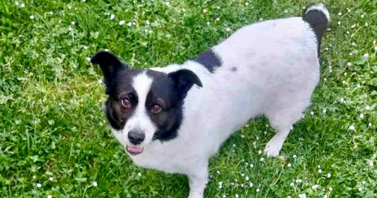 "Plače jer je sama": Preslatka Tomica traži dom, njezina vlasnica je umrla