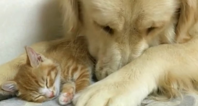 Nježni pas čuva svoju prijateljicu macu, njihovo prijateljstvo je neopisivo