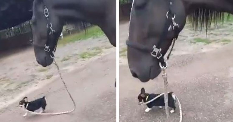 Korgi odlučio izvesti svog prijatelja konja u šetnju, prizor je presladak