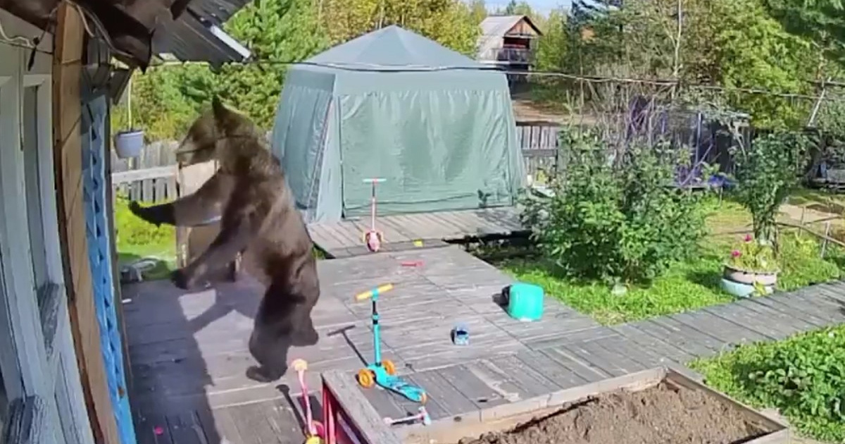 Medvjedi ulaze u dvorišta u Rusiji, u mjesec dana ubili 16 ljudi. Pogledajte snimke