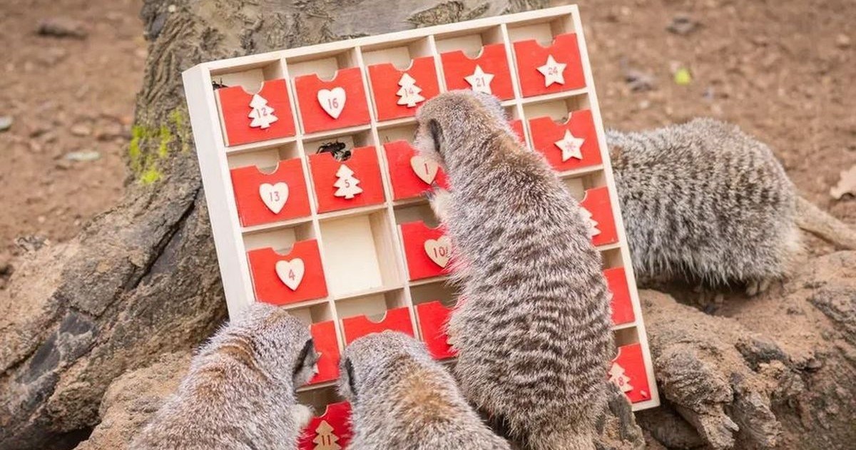 Nestrpljivi merkati u zoološkom vrtu otvorili čitav adventski kalendar