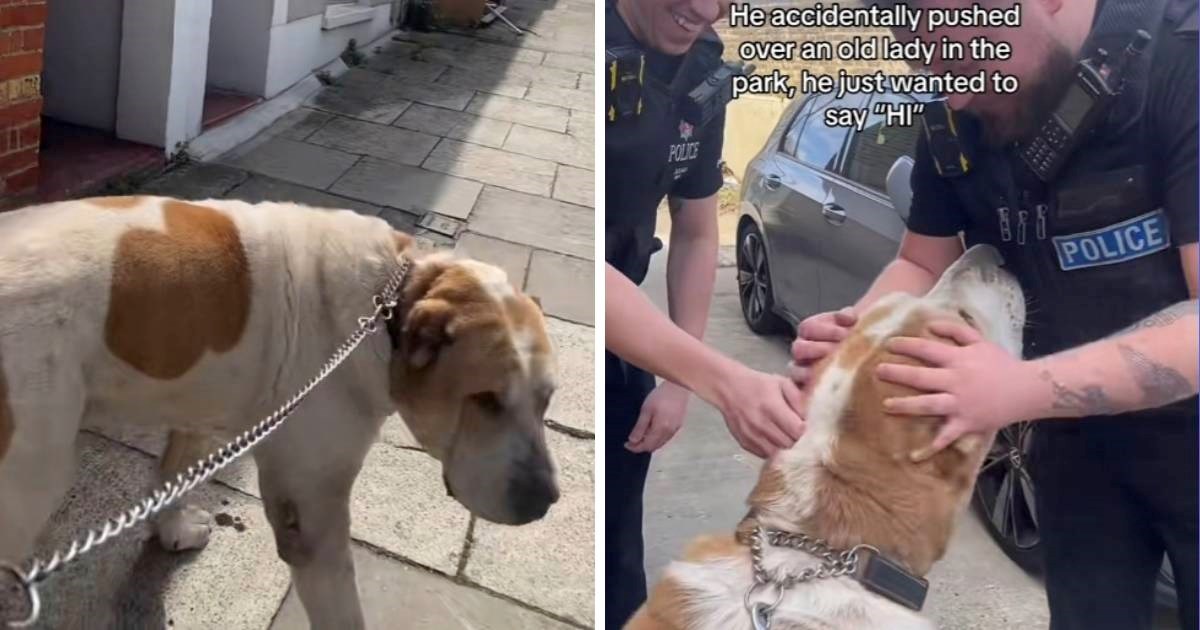 Policija dobila dojavu o opasnom psu, kada su ga upoznali dočekalo ih je iznenađenje