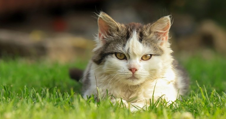 Kako prepoznati da je mačka pod stresom i što tada napraviti