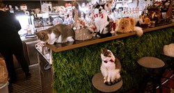 VIDEO Bili smo u Cat Caffeu u Zagrebu, umiljate gazdarice se druže i maze s gostima