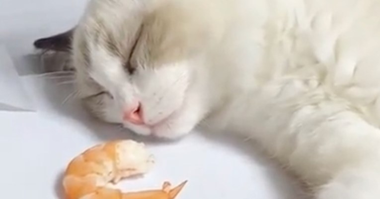 Usnuloj maci vlasnik pod nos stavio škampa, nije trebao dugo čekati da se probudi