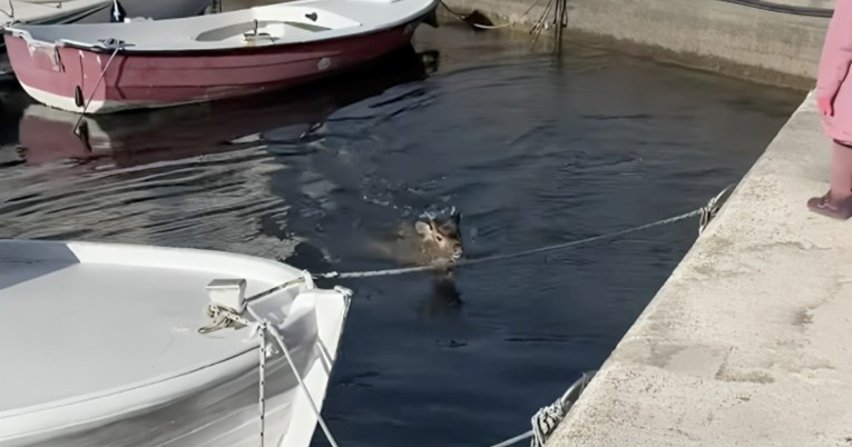 VIDEO Jelen završio u moru u rapskoj luci, spasili ga vatrogasci