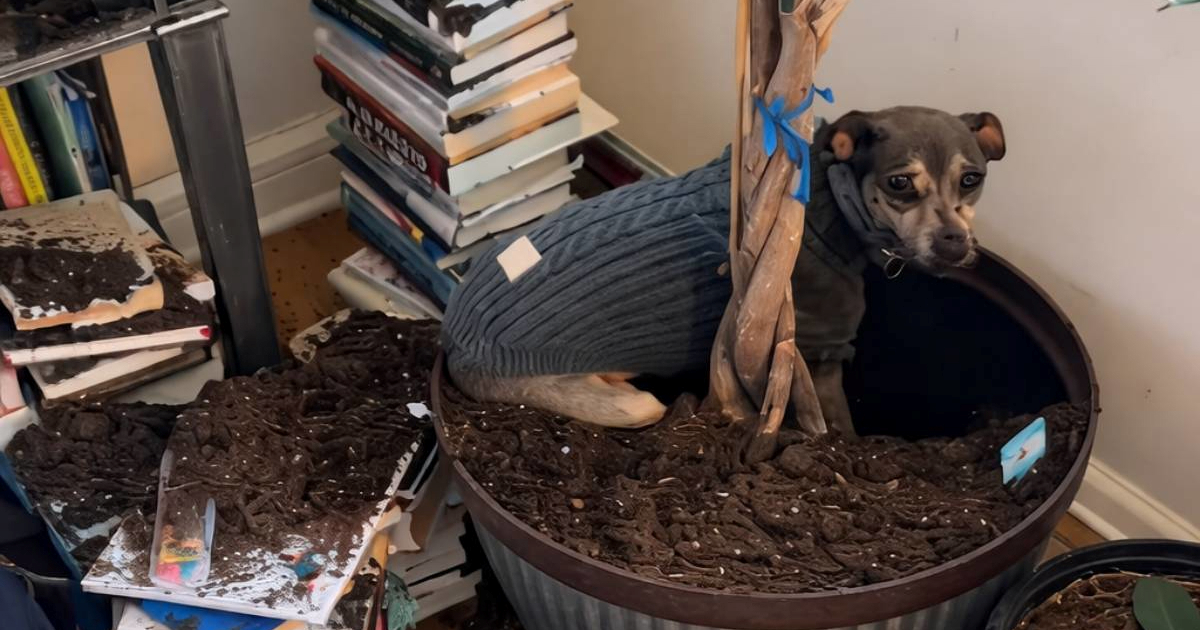 VIDEO Vlasnica se okrenula na trenutak, a onda zatekla psića usred kaosa