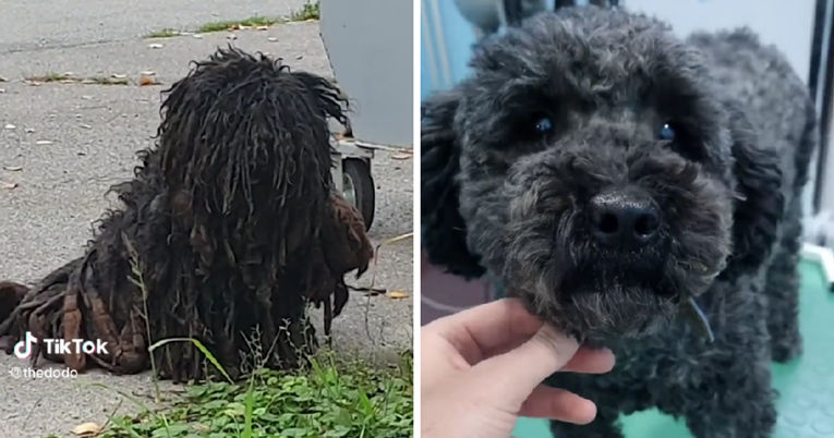 Kad su ga našli bio je jako zapušten: Pogledajte nevjerojatnu transformaciju ovog psa
