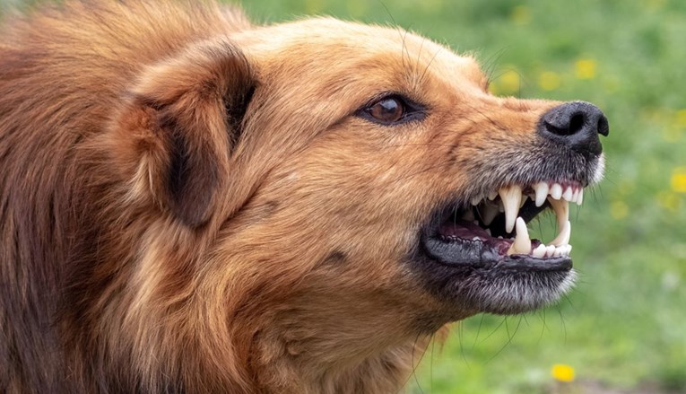Pet pasa izgrizlo i teško ozlijedilo ženu kod Čazme, vlasnik uhićen