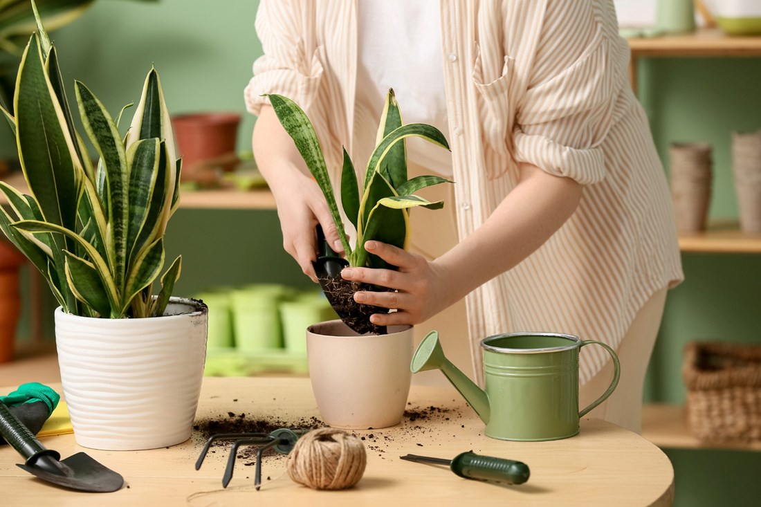 Biljka koja smanjuje prašinu i gotovo ju je nemoguće uništiti