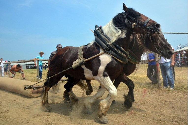 Prijatelji životinja za zabranu štraparijada. "Nije ni tradicija, uvezeno je iz BiH"