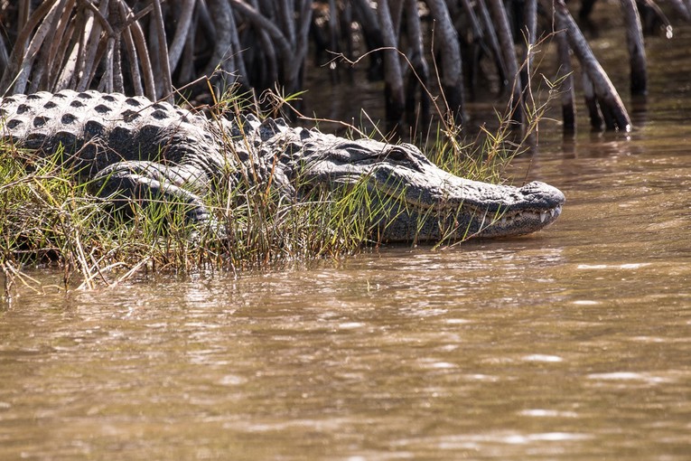 Aligator napao 31-godišnjakinju na Floridi. Dečko ju je pokušao spasiti, umrla je
