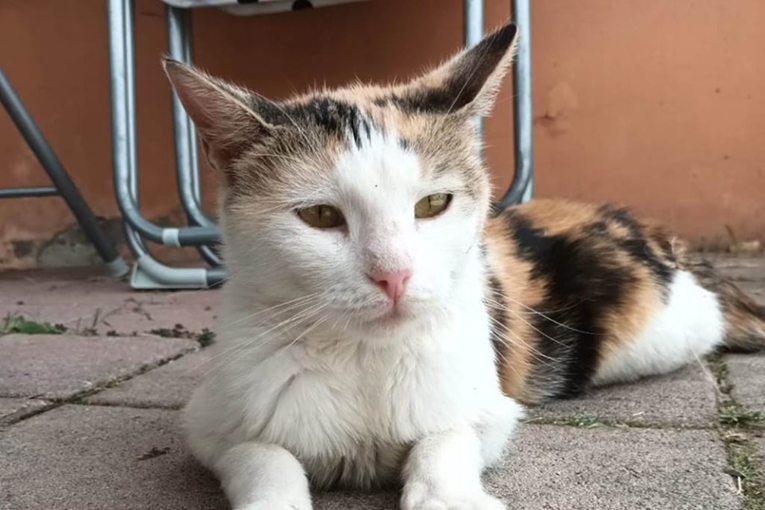 Maca Gertruda pronađena je s mačićima. Oni su udomljeni, a ona još čeka ljubav