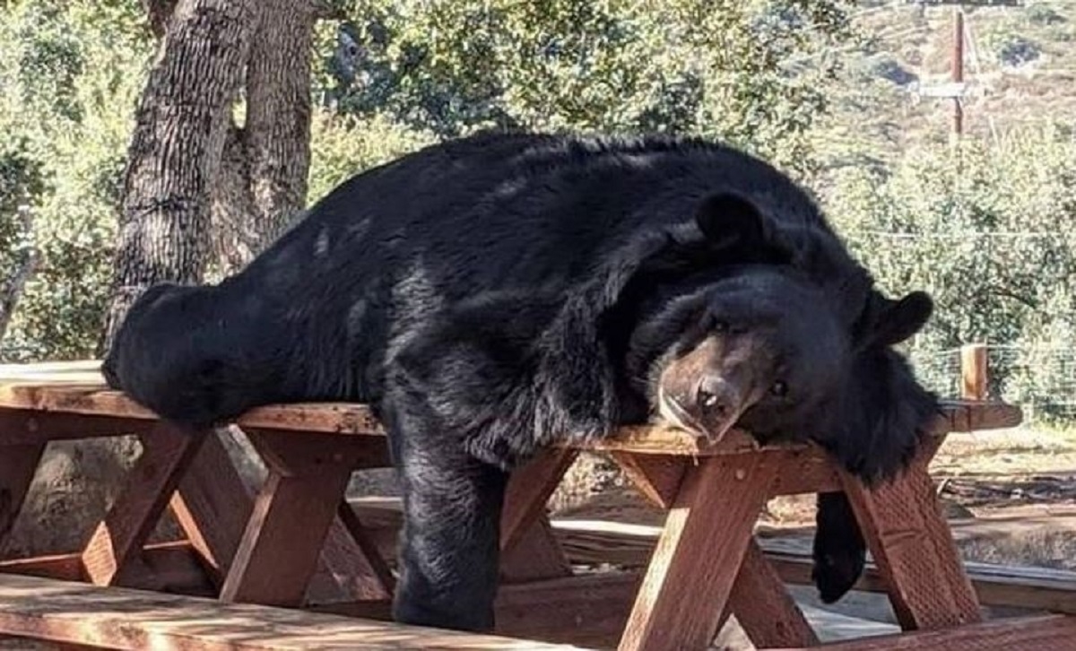 15 fotografija koje su postale hit jer životinje na njima izgledaju poput ljudi