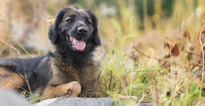 Veterinarka ovih pet pasmina pasa preporučuje onima koji prvi put nabavljaju ljubimca