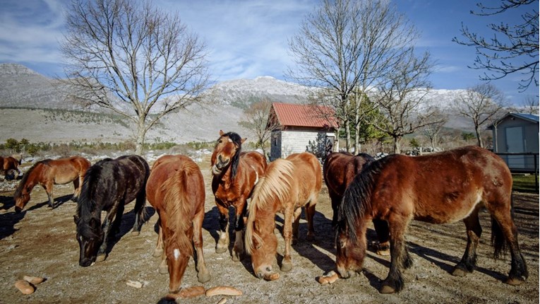 Pokušali ukrasti više od 40 divljih konja kod Mostara