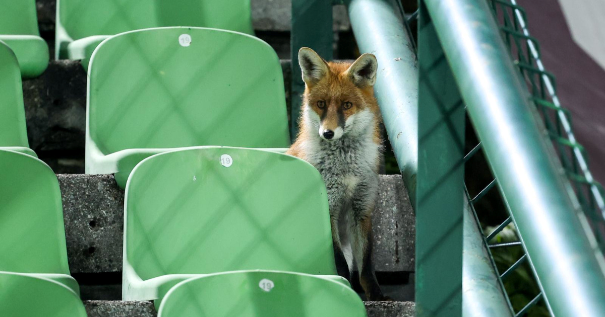 Fotka dana: Lisice pratile trening nogometaša BiH na stadionu Koševo