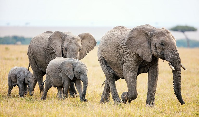 WWF: Ovakvo smanjenje životinjske populacije nije viđeno milijunima godina