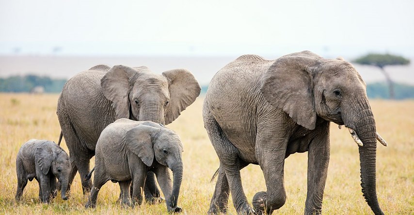 WWF: Ovakvo smanjenje životinjske populacije nije viđeno milijunima godina