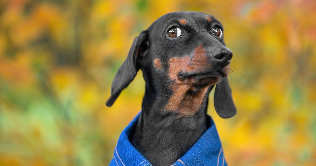 Šest znakova koji otkrivaju da vaš pas zna da mu lažete