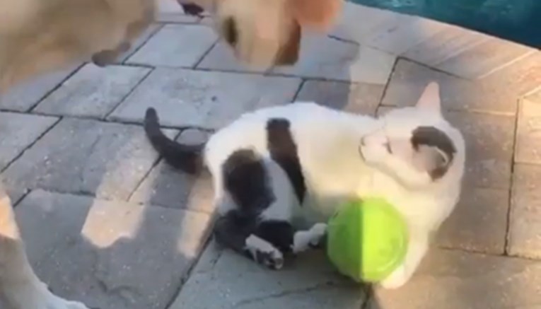 Pas pokušao mački oduzeti lopticu, njena reakcija će vas oduševiti
