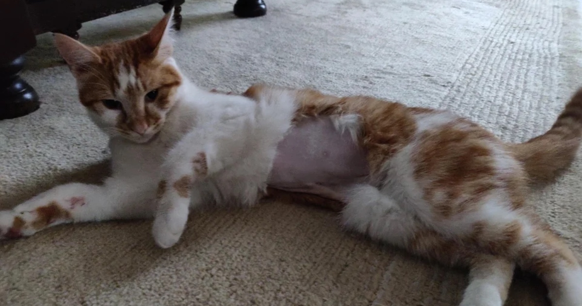 Vlasnik odjurio s mačkom veterinaru. Sumnjao je da je bolesna, istina ga je nasmijala