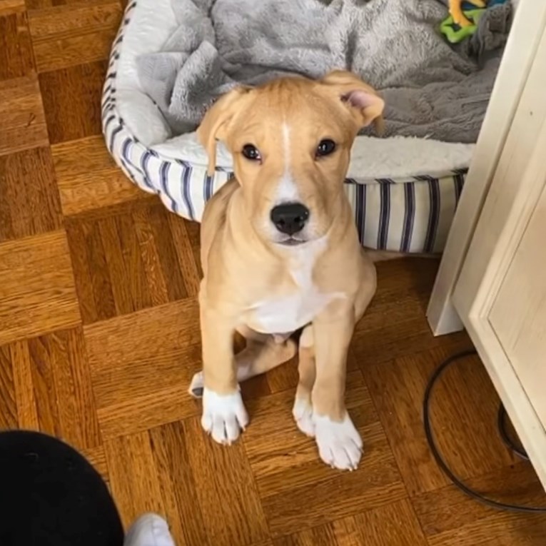 Žena mislila da je udomila čivavu, ali pas je nastavio rasti i došao do 43 kg