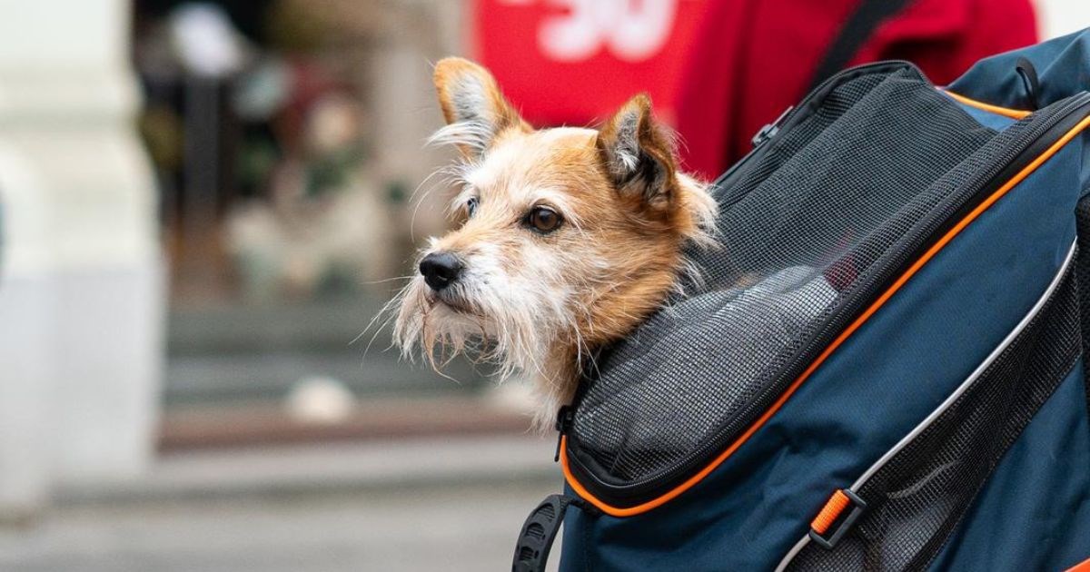 FOTO Jedan psić u ruksaku bio je zvijezda subotnje špice u Zagrebu