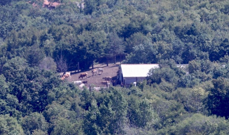 Veterinarska inspekcija provodi nadzore na područjima pogođenima bedrenicom