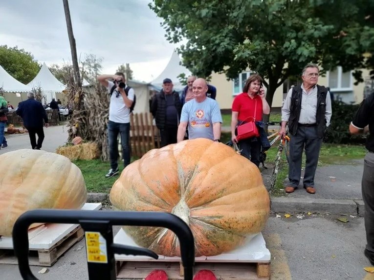 Ovo je najteža bundeva u Hrvatskoj. Ima 627 kg, na nju je potrošeno 20.000 l vode