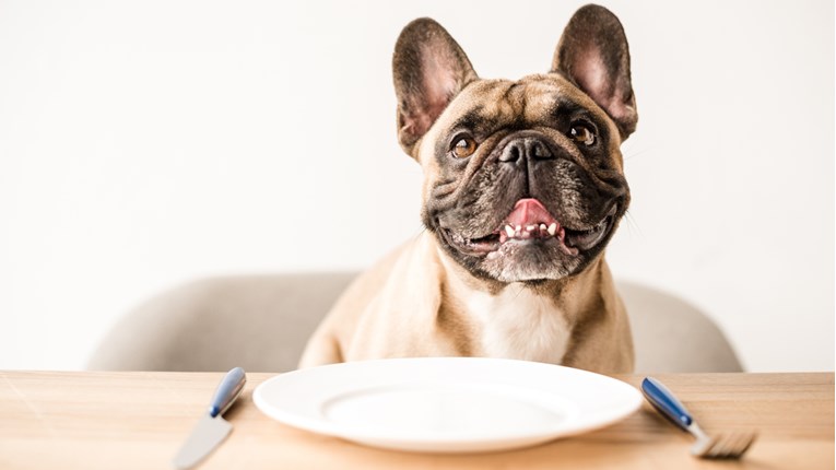Saznajte kako pravilno hraniti psa i koju hranu odabrati
