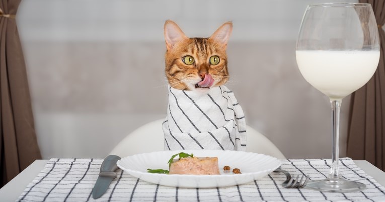Smiju li mačke jesti tunu? Evo što trebate znati prije nego što otvorite konzervu
