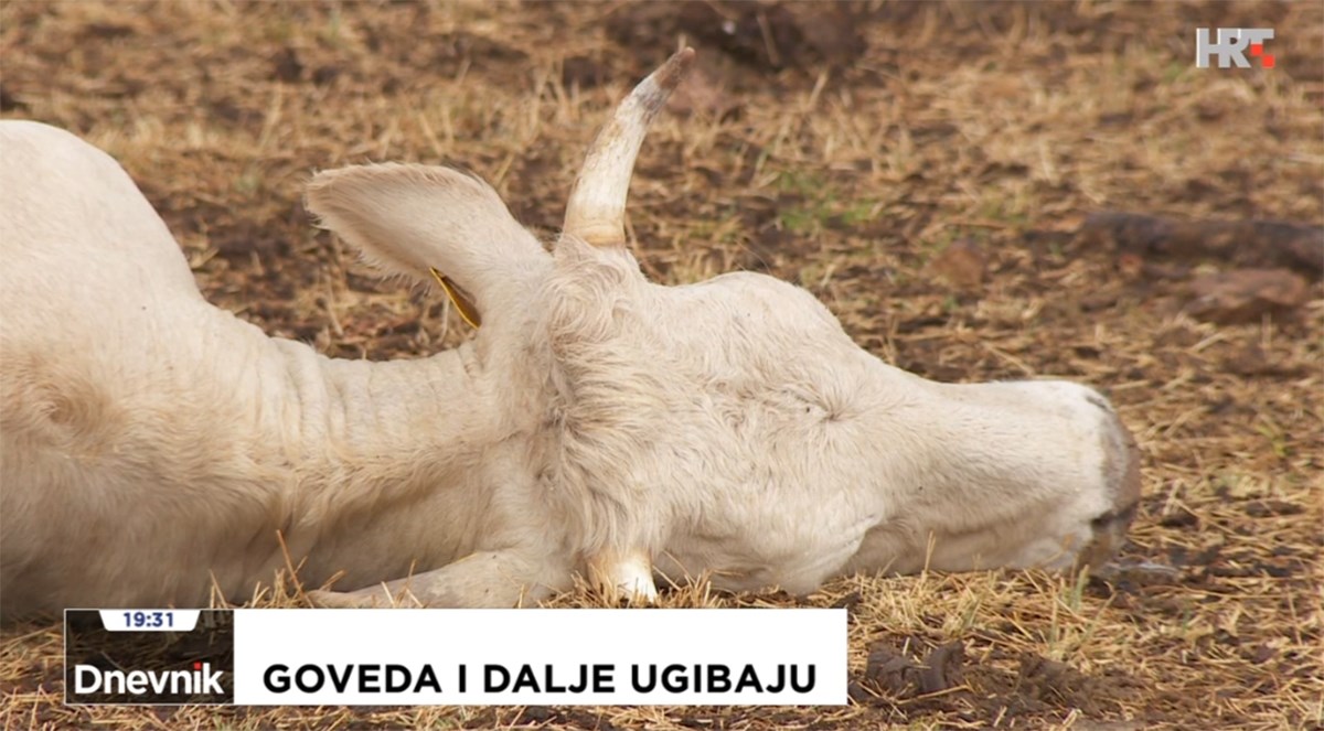 U 8.30 izvanredna presica zbog bedrenice, obratit će se i ministar poljoprivrede