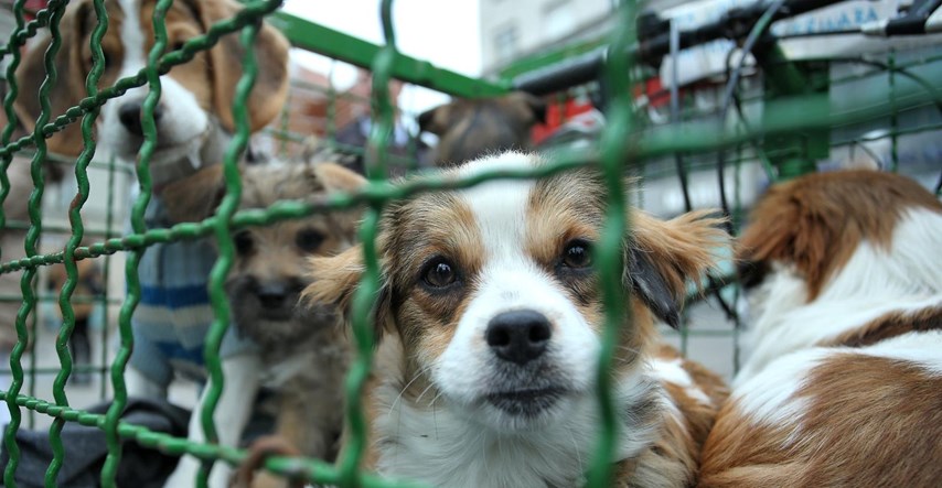 Psi koje je vlasnik vozio Zagrebom i skupljao donacije nakon njegove smrti traže dom