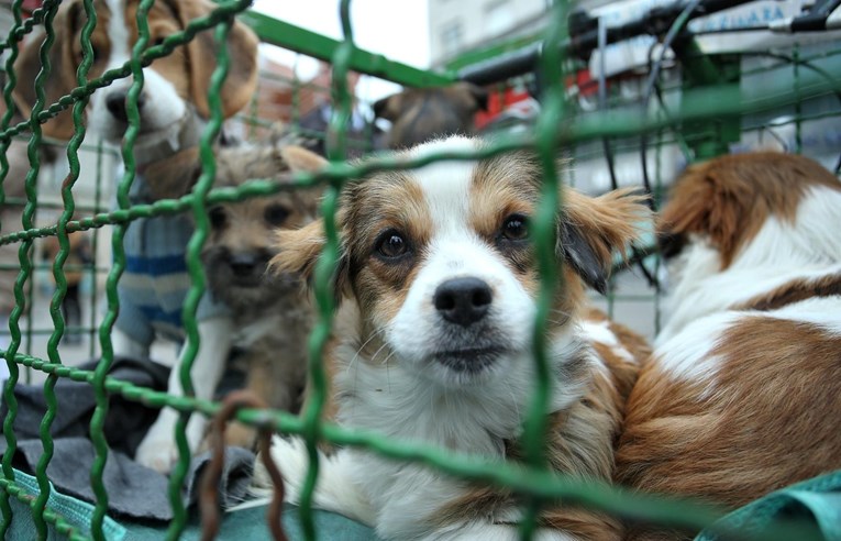 Psi koje je vlasnik vozio Zagrebom i skupljao donacije nakon njegove smrti traže dom