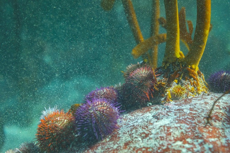 Čak i najdublji, najhladniji dijelovi oceana postaju topliji