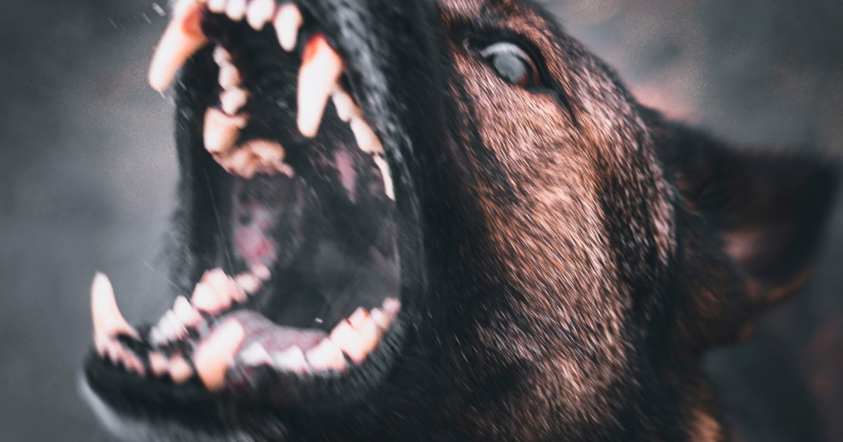 Pas napao starca, par mjeseci kasnije napao i dijete. Optužen vlasnik